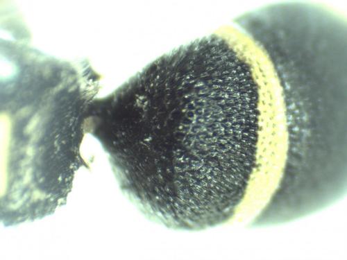 Réf. 293 238 : Stenodynerus fastidiosissimus fastidiosissimus